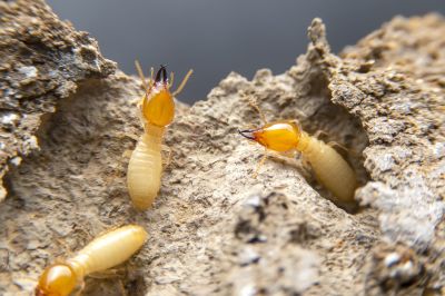 Termites Extermination in Katy, TX