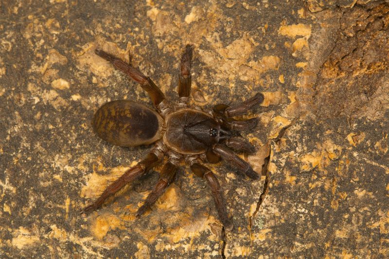 Trapdoor Spider Removal in Denton, TX