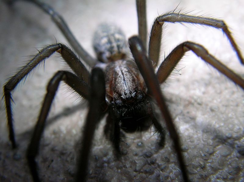 Wolf Spider Removal in Katy, TX